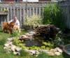 Look at the pond Dad built me!!!